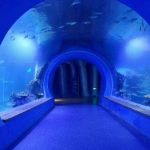 Høyt klart stort akryl tunnel akvarium av forskjellige former
